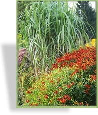Ziergras, Chinaschilf, Miscanthus giganteus 'Aksel Olsen'