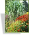 Ziergras, Chinaschilf, Miscanthus giganteus 'Aksel Olsen'