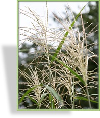 Ziergras, Chinaschilf, Miscanthus sinensis 'Silberturm'