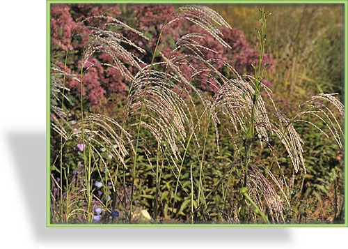 Ziergras, Chinaschilf, Miscanthus sinensis 'Champagner'