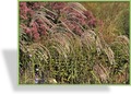 Ziergras, Chinaschilf, Miscanthus sinensis 'Champagner'