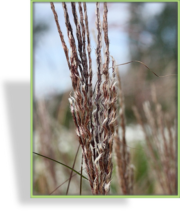 Ziergras, Chinaschilf, Miscanthus sinensis 'Dread Locks'