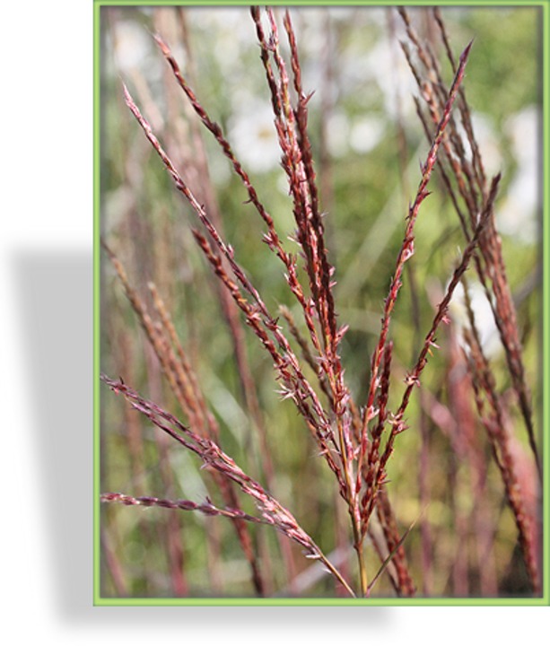 Ziergras, Chinaschilf, Miscanthus sinensis 'Dronning Ingrid'