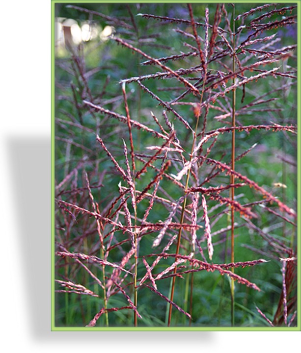 Ziergras, Chinaschilf, Miscanthus sinensis 'Ferner Osten'