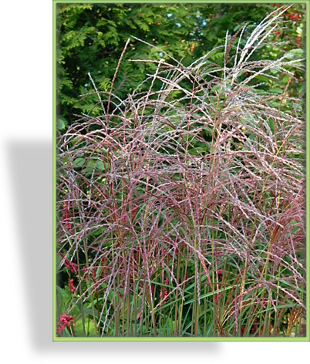 Ziergras, Chinaschilf, Miscanthus sinensis 'Flamingo'