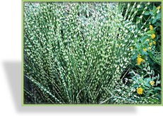 Ziergras, Zebraschilf, Miscanthus sinensis 'Gold Bar'
