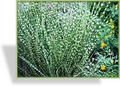 Ziergras, Zebraschilf, Miscanthus sinensis 'Gold Bar'