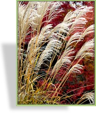 Ziergras, Chinaschilf, Miscanthus sinensis 'Goliath'