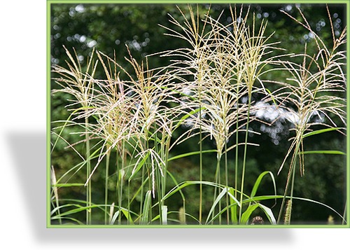 Ziergras, Chinaschilf, Miscanthus sinensis 'Hermann Müssel'