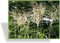 Ziergras, Chinaschilf, Miscanthus sinensis 'Hermann Müssel'