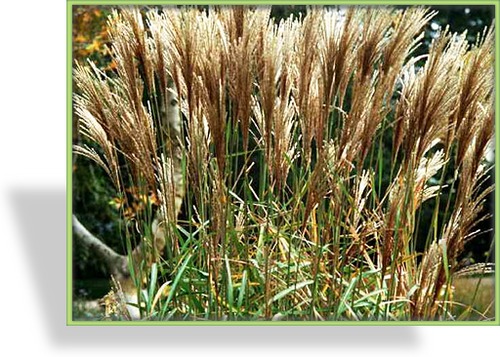 Ziergras, Chinaschilf, Miscanthus sinensis 'Malepartus'