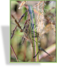 Ziergras, Chinaschilf, Miscanthus sinensis 'Red Wine'
