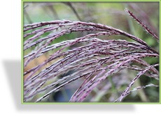 Ziergras, Chinaschilf, Miscanthus sinensis 'Rosi'