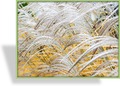 Ziergras, Chinaschilf, Miscanthus sinensis 'Silberfeder'