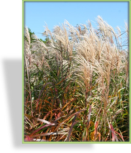 Ziergras, Chinaschilf, Miscanthus sinensis 'Graziella'