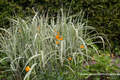 Ziergras, Zebraschilf, Miscanthus sinensis 'Variegatus'