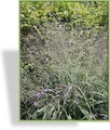 Ziergras, Pfeifengras, Molinia arundinacea 'Karl Foerster'