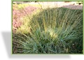 Ziergras, Pfeifengras, Molinia caerulea 'Variegata'