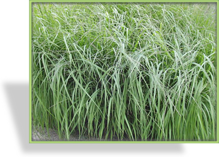 Ziergras, Pfeifengras, Molinia caerulea