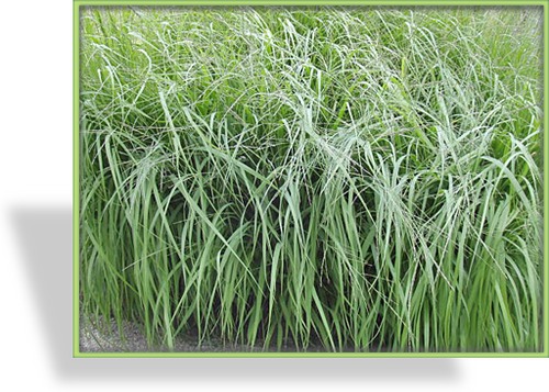 Ziergras, Pfeifengras, Molinia caerulea