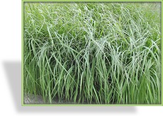 Ziergras, Pfeifengras, Molinia caerulea