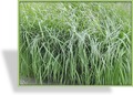 Ziergras, Pfeifengras, Molinia caerulea
