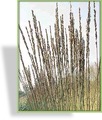 Ziergras, Pfeifengras, Molinia caerulea 'Moorhexe'