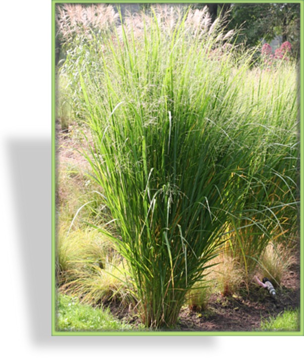 Ziergras, Ruten-Hirse, Panicum virgatum 'Cloud Nine'