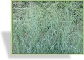 Ziergras, Ruten-Hirse, Panicum virgatum 'Prairie Sky'