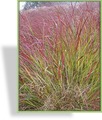 Ziergras, Ruten-Hirse, Panicum virgatum 'Squaw'