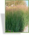 Ziergras, Ruten-Hirse, Panicum virgatum 'Heavy Metal'