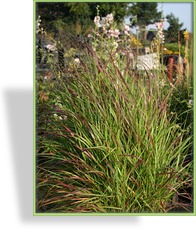 Ziergras, Ruten-Hirse, Panicum virgatum 'Rehbraun'