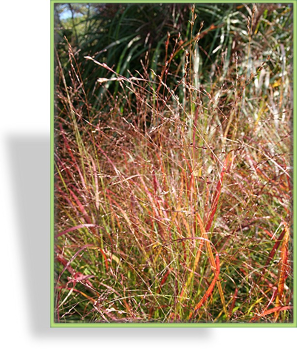 Ziergras, Ruten-Hirse, Panicum virgatum 'Shenandoah'