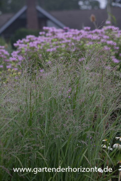 Bittere Rispenhirse, Panicum amarum 'Dewey Blue'