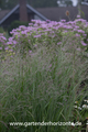 Bittere Rispenhirse, Panicum amarum 'Dewey Blue'