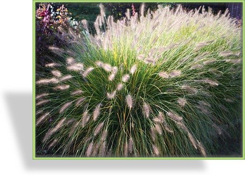 Ziergras, Federborstengras, Pennisetum alopecuroides 'Hameln'