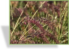 Ziergras, Federborstengras, Pennisetum orientale 'Karley Rose'