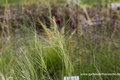 Ziergras, Reiherfedergras, Stipa capillata