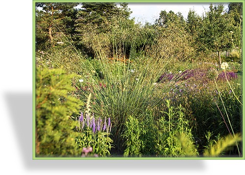 Ziergras, Reiherfedergras, Riesen-Reiherfedergras, Stipa gigantea