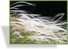 Ziergras, Reiherfedergras, Stipa pennata