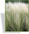 Ziergras, Reiherfedergras, Stipa tenuissima