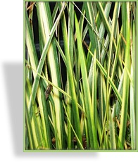 Ziergras, Kalmus, Acorus calamus 'Variegatus'