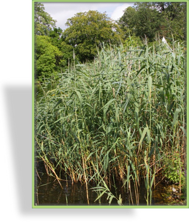 Ziergras, Schilf, Phragmites australis