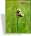 Ziergras, Teichbinse, Scirpus lacustris