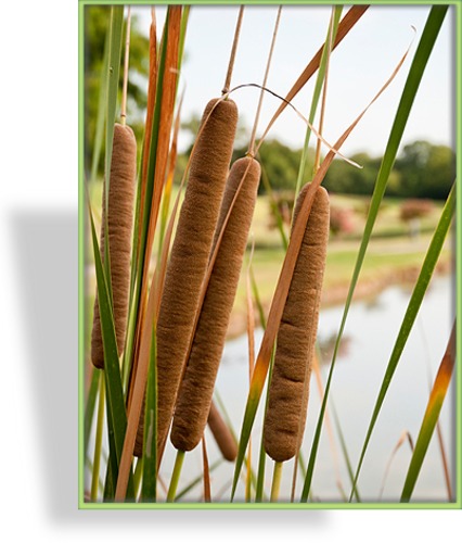 Ziergras, Rohrkolben, Typha angustifolia