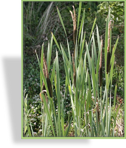 Ziergras, Rohrkolben, Typha latifolia