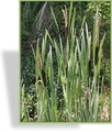 Ziergras, Rohrkolben, Typha latifolia