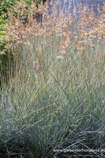 Ziergras, Schwingel, Blauschwingel, Festuca cinerea 'Elijah Blue'