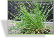 Ziergras, Schwingel, Festuca cinerea 'Aprilgrün'