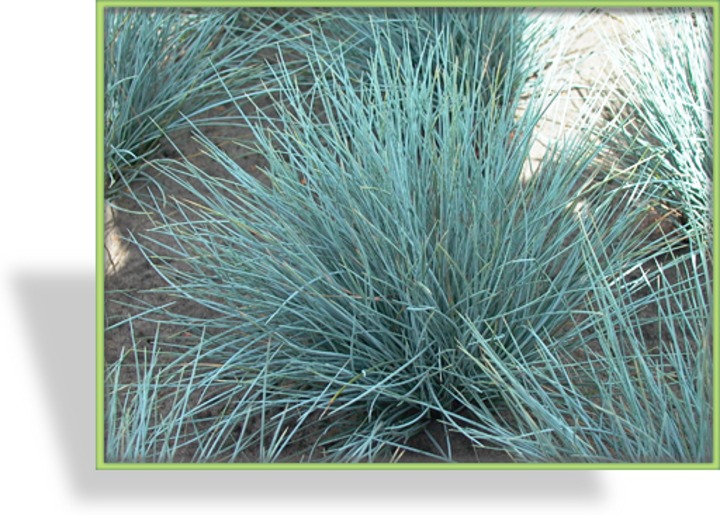 Ziergras, Schwingel, Blauschwingel, Festuca cinerea 'Silberreiher'